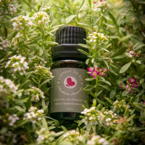 Essential Oil Eukalyptus - Αιθέριο Έλαιο Ευκάλυπτος