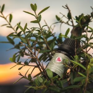 Essential Oil Eukalyptus - Αιθέριο Έλαιο Ευκάλυπτος