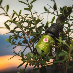 Essential Oil Mint - Mint Essential Oil