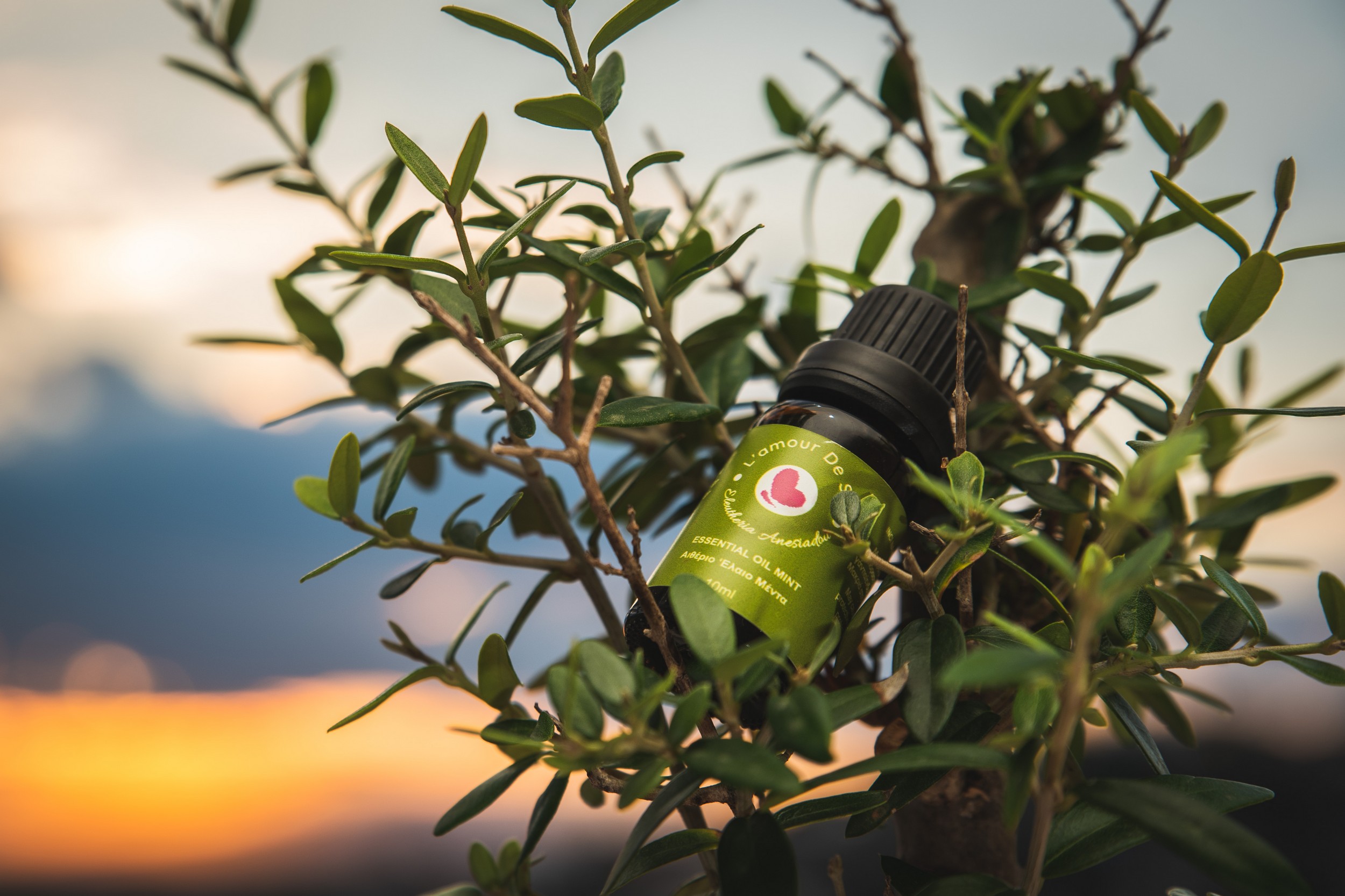 Essential Oil Mint – Mint Essential Oil Essential Oil Mint - Mint Essential Oil