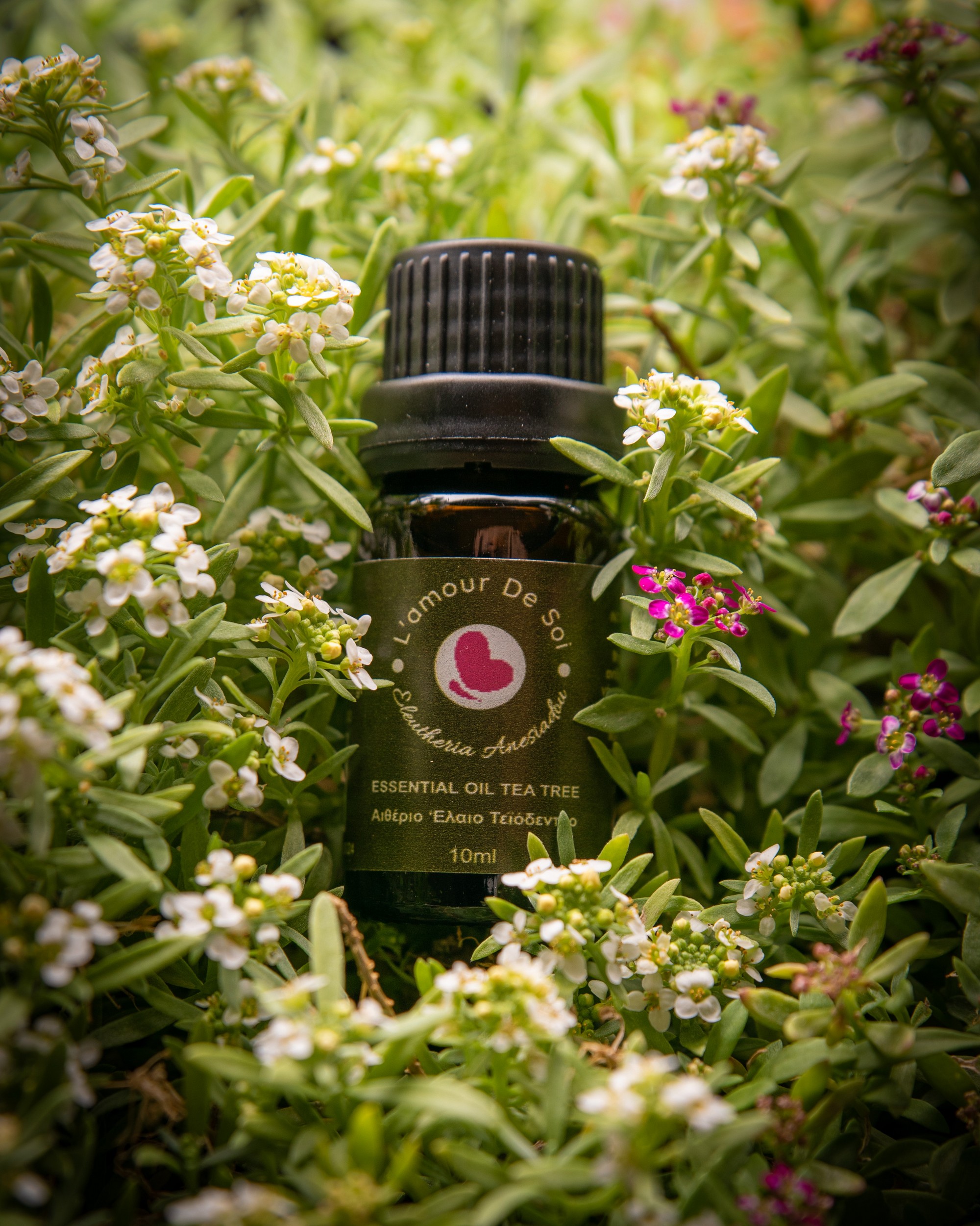 Essential Oil Tea Tree – Tea Tree Essential Oil Essential Oil Tea Tree - Tea Tree Essential Oil