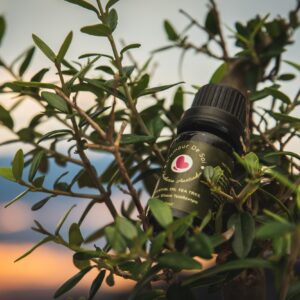 Essential Oil Tea Tree - Tea Tree Essential Oil