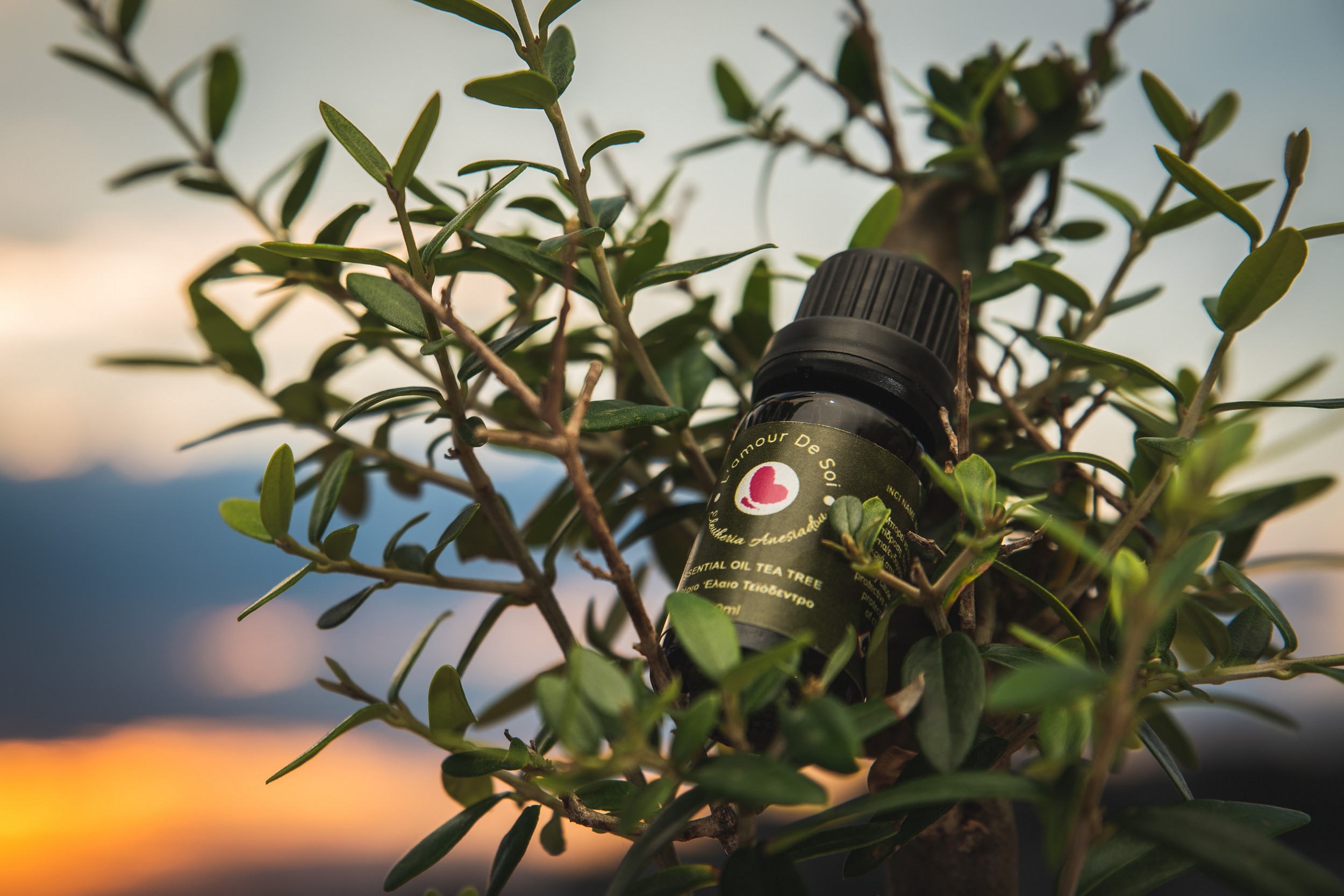 Essential Oil Tea Tree – Tea Tree Essential Oil Essential Oil Tea Tree - Tea Tree Essential Oil